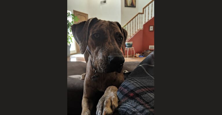 Abner, a Catahoula Leopard Dog and Boxer mix tested with EmbarkVet.com