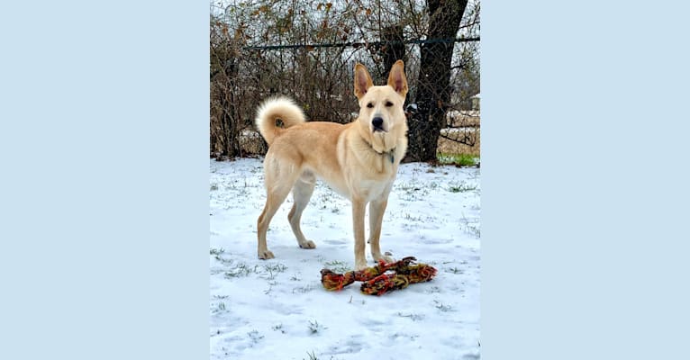 Photo of Linus, a German Shepherd Dog and Great Pyrenees mix in Burleson, Texas, USA