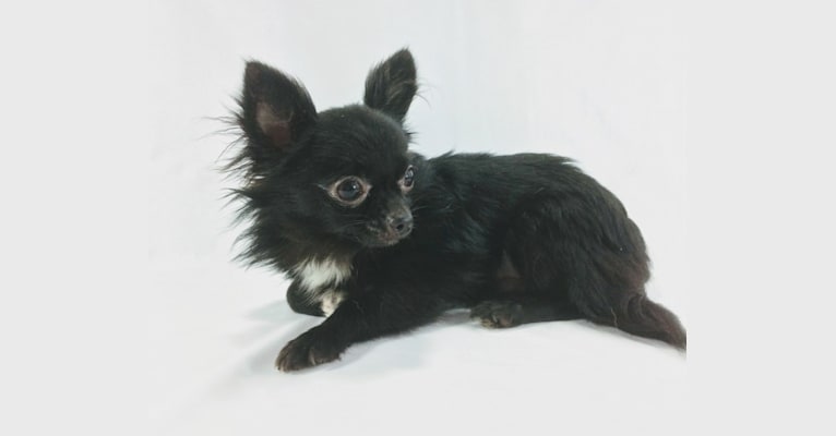 Photo of Dante, a Chihuahua 
