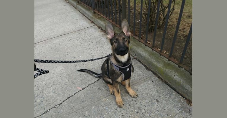 King Kelly, a German Shepherd Dog tested with EmbarkVet.com