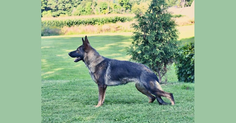 Frenzy, a German Shepherd Dog tested with EmbarkVet.com