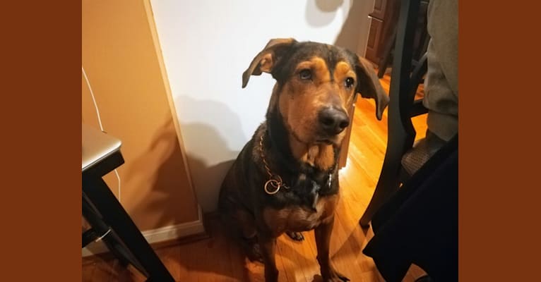 Grace, a Bluetick Coonhound and Labrador Retriever mix tested with EmbarkVet.com