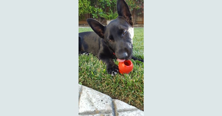 Shadow, a German Shepherd Dog and Australian Cattle Dog mix tested with EmbarkVet.com