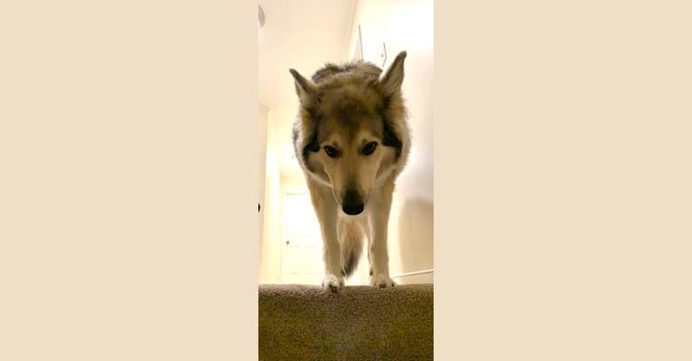 Dakota, a German Shepherd Dog and Alaskan Malamute mix tested with EmbarkVet.com