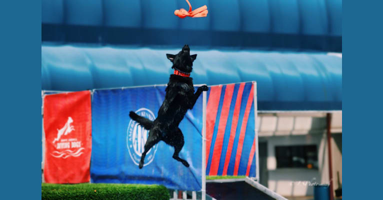 D'Vine, a German Shepherd Dog tested with EmbarkVet.com