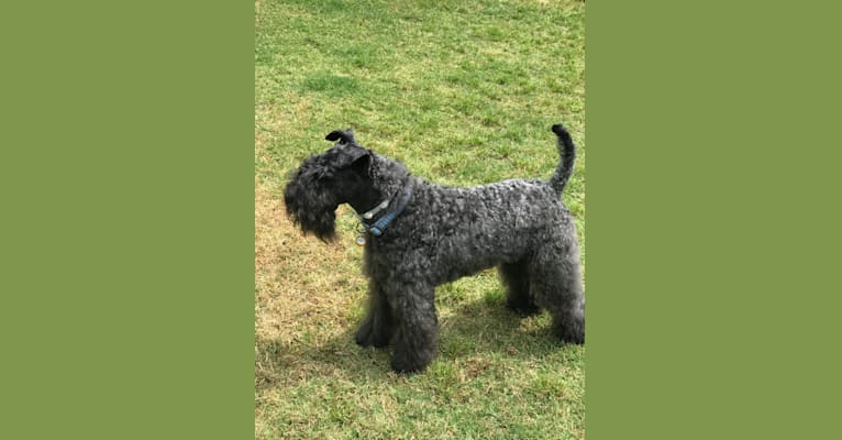 Photo of Elvis, a Kerry Blue Terrier  in Georgia, USA