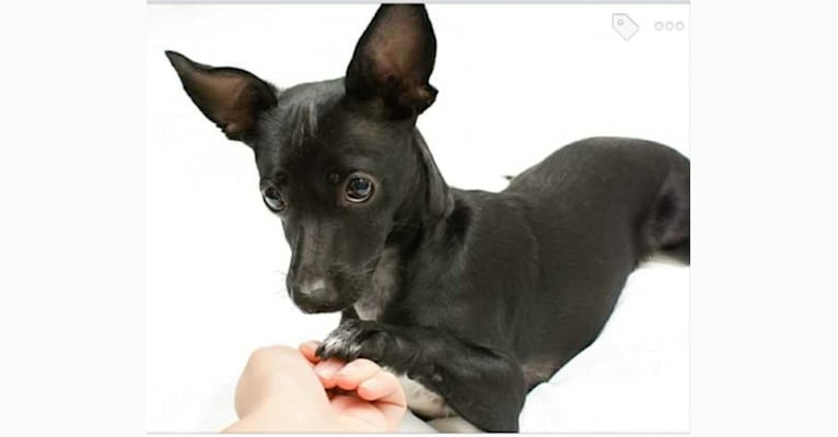Truffles, a Chihuahua and Rat Terrier mix tested with EmbarkVet.com