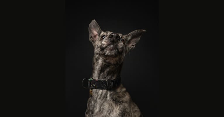 Molly, a Formosan Mountain Dog tested with EmbarkVet.com