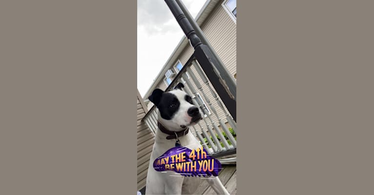 Wolfie, an American Pit Bull Terrier and Australian Shepherd mix tested with EmbarkVet.com