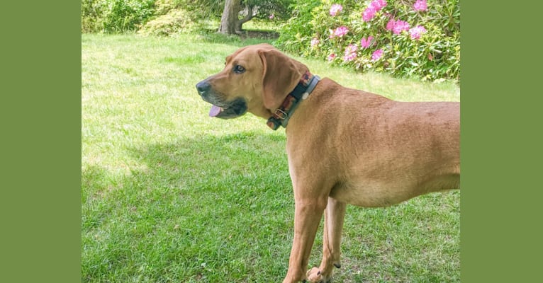 Moose, a Coonhound tested with EmbarkVet.com