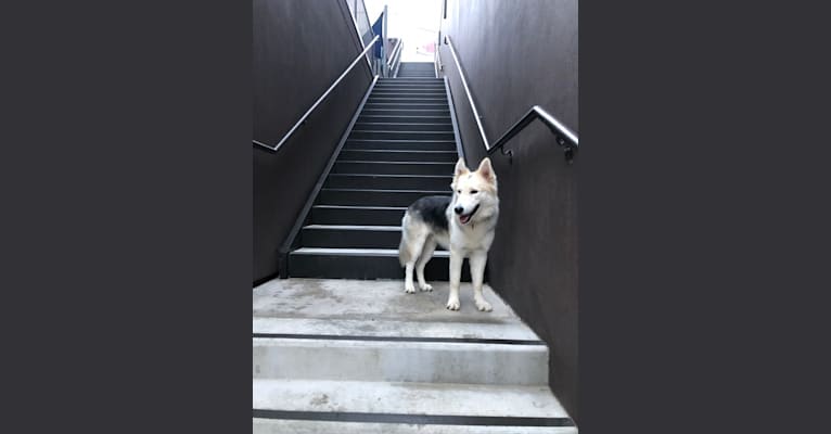 Jasper, a Central Asian Village Dog tested with EmbarkVet.com