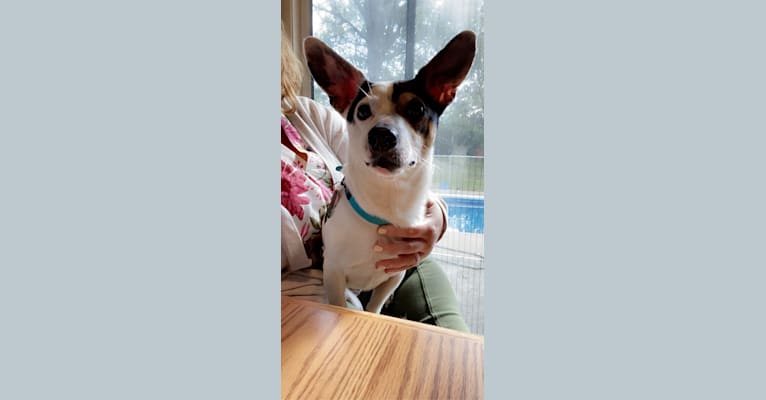Bosco, a Russell-type Terrier and Rat Terrier mix tested with EmbarkVet.com
