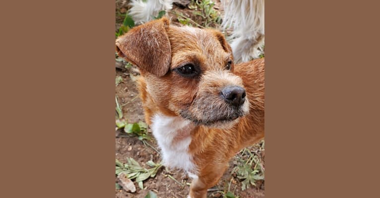 Photo of Toolio, a Shih Tzu, Chihuahua, and Poodle (Small) mix in West Valley City, Utah, USA