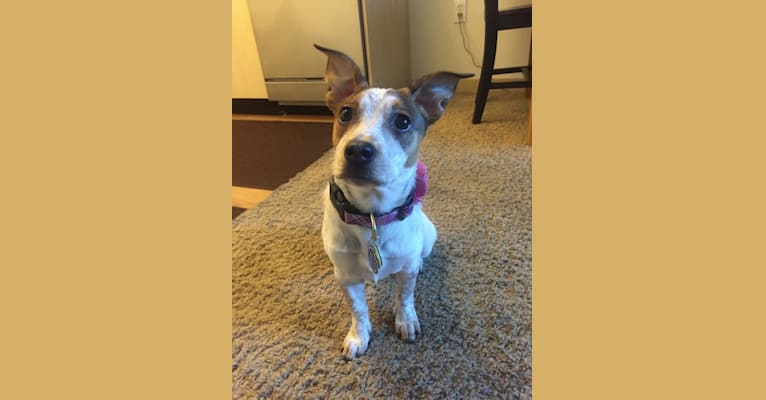 Bewley, an Australian Cattle Dog and Chihuahua mix tested with EmbarkVet.com