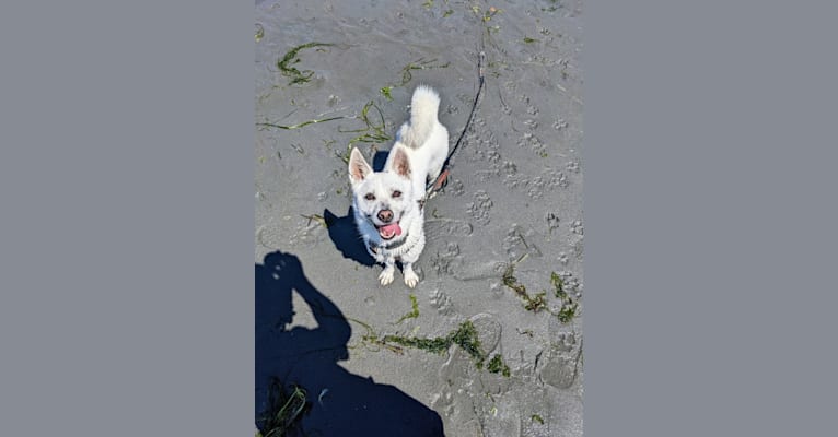Mochi, a Japanese or Korean Village Dog tested with EmbarkVet.com