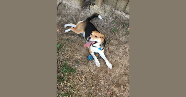 Zoey, a Beagle and Labrador Retriever mix tested with EmbarkVet.com
