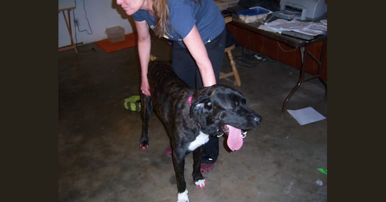 TigerLily Maxine, a Labrador Retriever and Saint Bernard mix tested with EmbarkVet.com