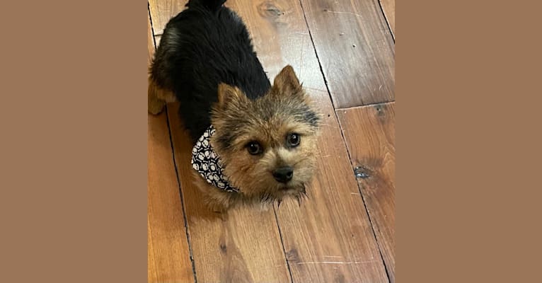 Koda, a Norwich Terrier tested with EmbarkVet.com