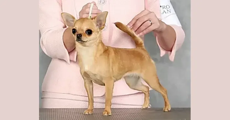 Allure, a Chihuahua tested with EmbarkVet.com