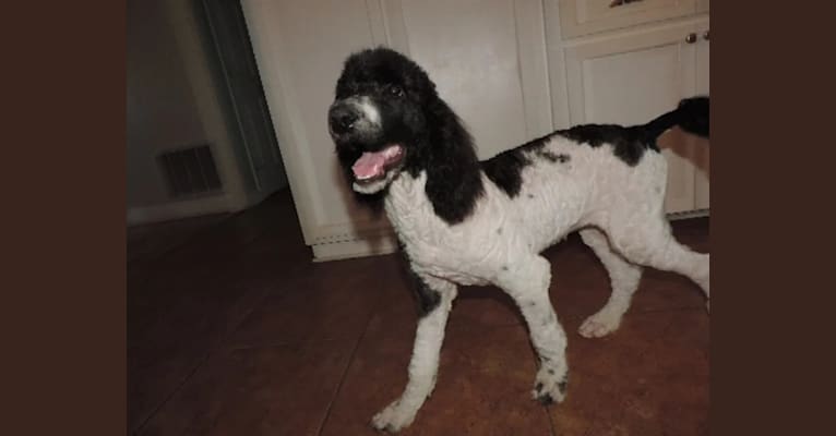Photo of shamrock's orca, a Poodle (Standard)  in 1517 Hidden Valley Rd, Elgin, SC, USA