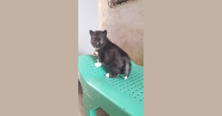 Embark Dog Dna Test Breed