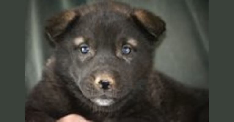 Narissa, an Alaskan Malamute and German Shepherd Dog mix tested with EmbarkVet.com