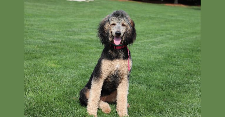 Marlo, a Poodle (Standard) tested with EmbarkVet.com