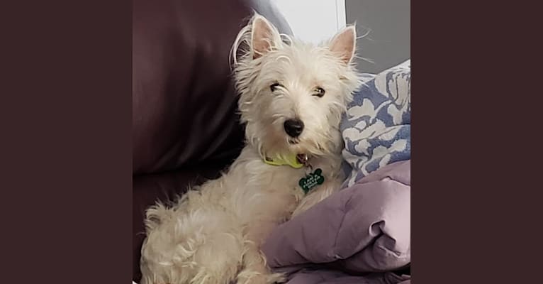 Maggie, a West Highland White Terrier tested with EmbarkVet.com