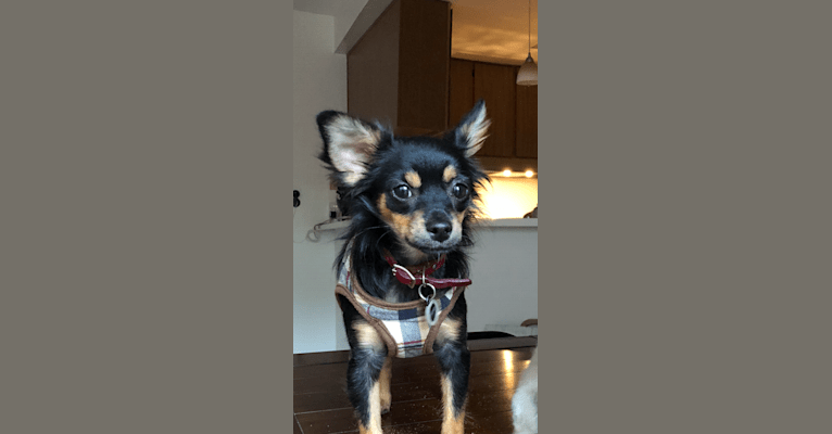 Bauer, a Chihuahua and Pekingese mix tested with EmbarkVet.com