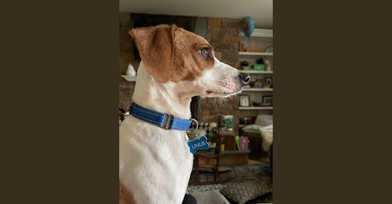 Linus, a Beagle and Chihuahua mix tested with EmbarkVet.com