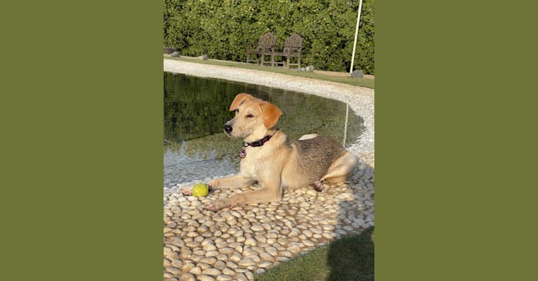 Ozzie, a West Asian Village Dog tested with EmbarkVet.com