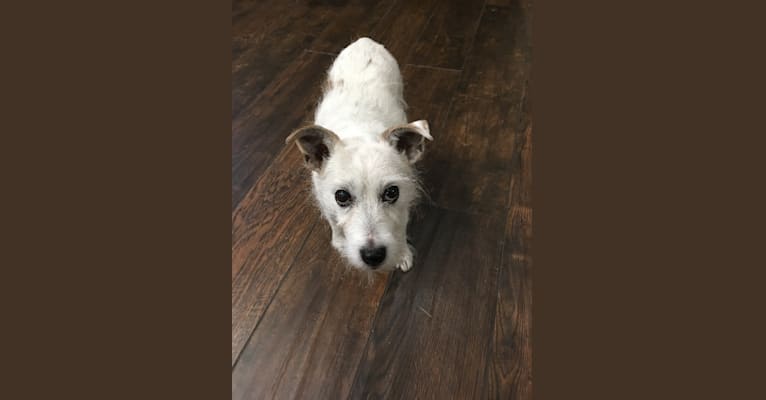 Photo of Phoebe Buffay, a Russell-type Terrier  in Gallatin, Tennessee, USA