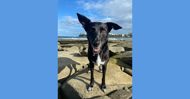 Ziggy, a Border Collie and American Pit Bull Terrier mix tested with EmbarkVet.com