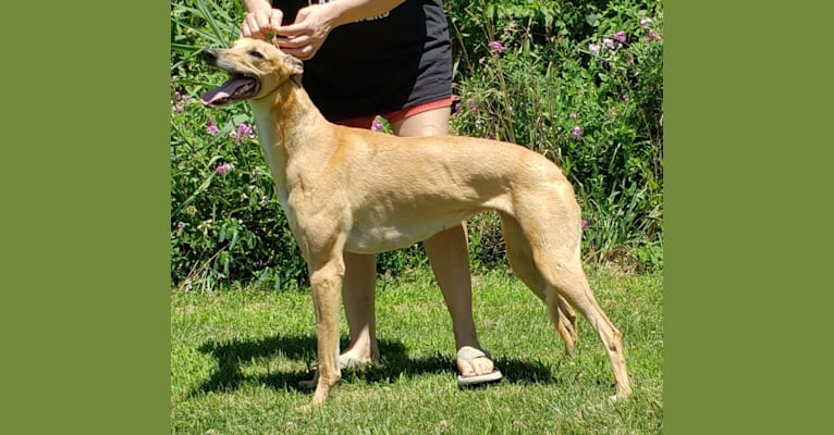 Erika, a Greyhound tested with EmbarkVet.com
