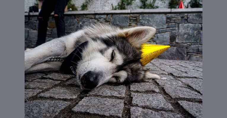 Odin, a German Shepherd Dog and Siberian Husky mix tested with EmbarkVet.com