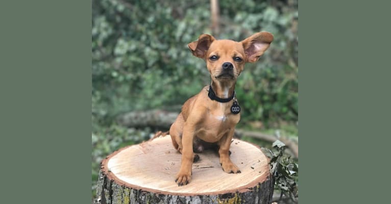 Photo of Oso, a Chihuahua, Dachshund, Miniature Pinscher, and Mixed mix in Chilton, Wisconsin, USA