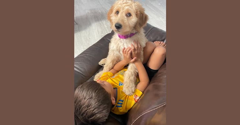 Blossom, a Poodle (Standard) and Golden Retriever mix tested with EmbarkVet.com