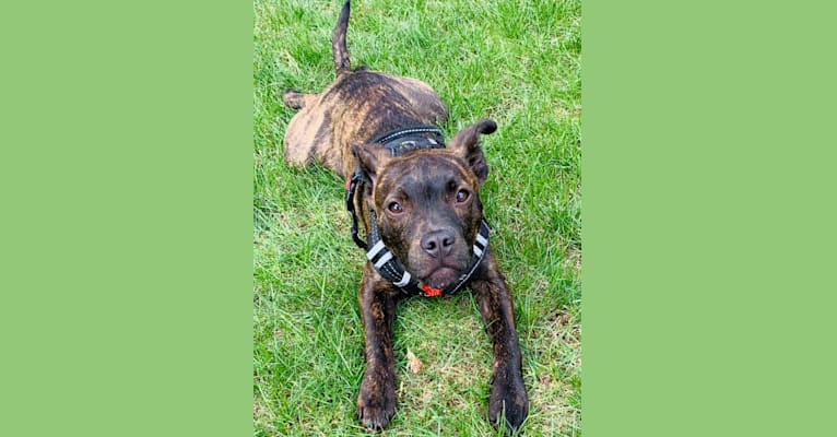 Yeli, an American Pit Bull Terrier and Australian Cattle Dog mix tested with EmbarkVet.com