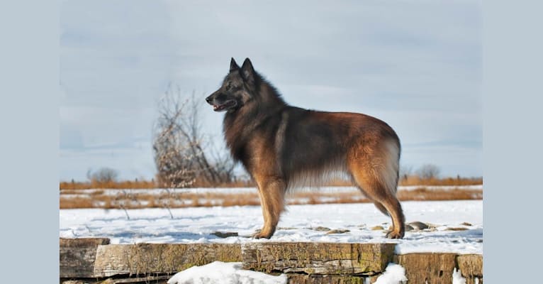 Kenai, a Belgian Shepherd tested with EmbarkVet.com