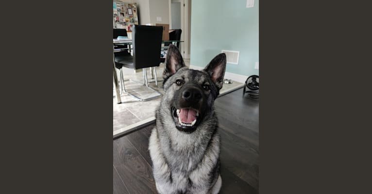 Bjorn, a Norwegian Elkhound tested with EmbarkVet.com