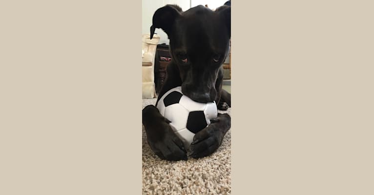 Axel, a Staffordshire Terrier and Rottweiler mix tested with EmbarkVet.com