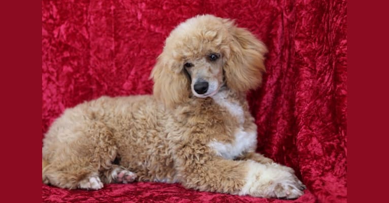 CHECKERS, a Poodle (Small) tested with EmbarkVet.com