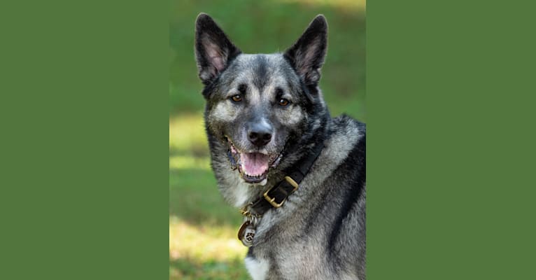 Wentworth, a German Shepherd Dog and Rottweiler mix tested with EmbarkVet.com
