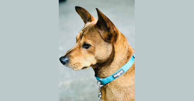 Rinty, a Japanese or Korean Village Dog tested with EmbarkVet.com