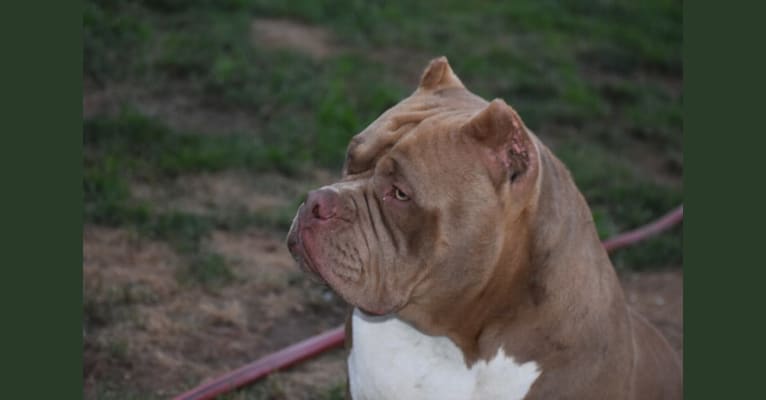 Toots, an American Bully tested with EmbarkVet.com