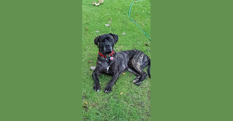 Embark Dog Dna Test Breed