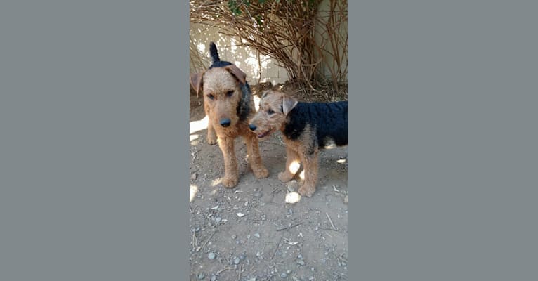 Sasha, an Airedale Terrier tested with EmbarkVet.com