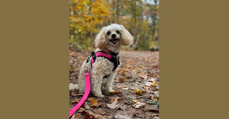 Photo of Angel, a Poodle (Small)  in Islip Terrace, New York, USA