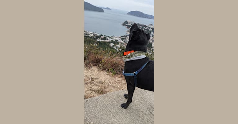 Bella, a Hong Kong Village Dog tested with EmbarkVet.com