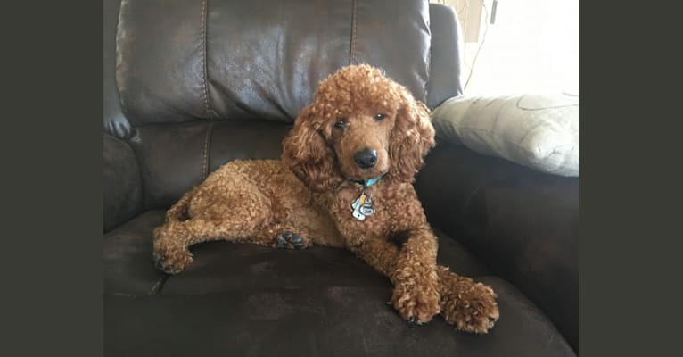 Finley, a Poodle (Small) tested with EmbarkVet.com